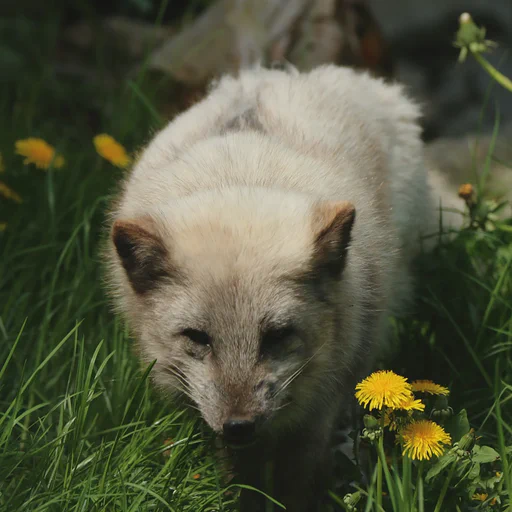 A still fluffy arctic potato... fox approaching the camera. It's spring and there is a patch of winter fur missing on his back. It's like a deep canyon in the fur with light grey fur below it.