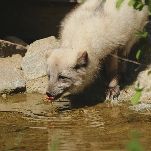 An arctic fox drinking from a pond. It leaves ripples at where the water is dropping from his tongue back into the pond.