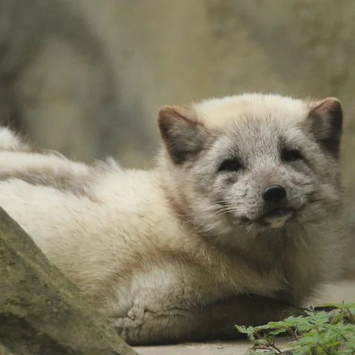 An arctic fox sitting between rocks and looking towards the camera.