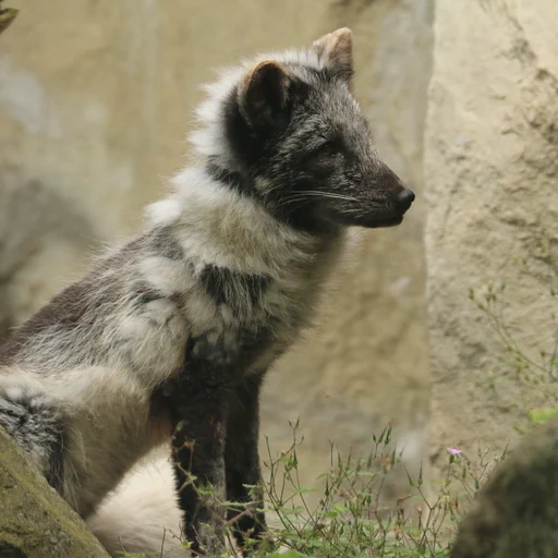 A slightly shaggy looking arctic fox sitting between some rocks, half winter and half summer fur. They look rather expectantly at something.