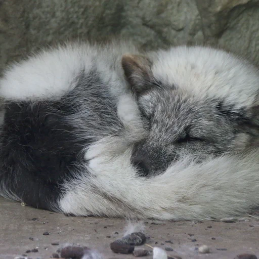 A perfect arctic fox donut. Looks a bit goofy with fur half winter and summer.