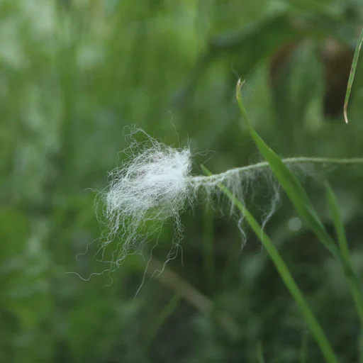 A tuft of arctic fox fur on a plant.