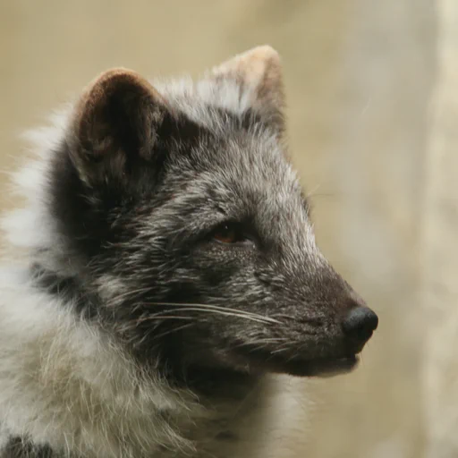 Close up portrait of an arctic fox. The white winter fluff is giving way to dark grey summer fur.