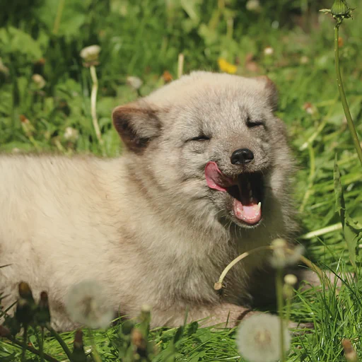 An arctic fox lying in thick grass licking his muzzle after drinking.