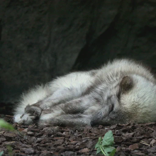 A very sleepy looking arctic fox lying rather flat on a ground of wood chips. It was rather warm.