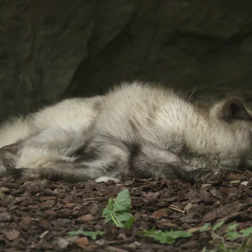 Sleeping and somewhat weirdly stretched arctic fox resting in the shade near a rock wall. Doesn't seem to take notice of the surroundings much.