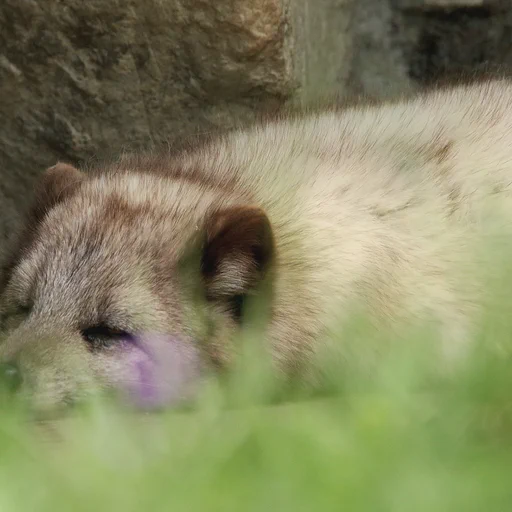 A somewhat sleepy looking arctic fox lying on the ground behind a meadow which had quite a few yellow and purple flowers. The foreground is all out of focus.