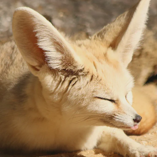 Sleepy looking fennec fox lying on the ground with her tongue sticking out slightly. Boop her nose while she's unaware!