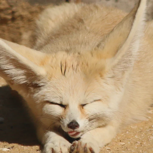 Big stretch... a little fennec fox lies on the sand, stretching front paws. Eyes closed and tongue sticking out.