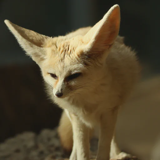 A fennec fox standing on a large tree log. Background is mostly out of focus.