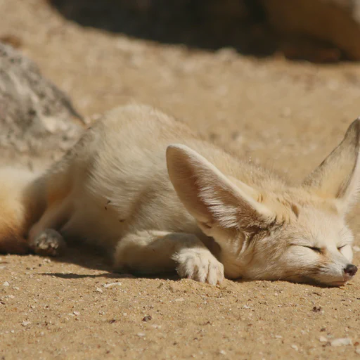 A rather sleepy looking fennec lies down in the mid day sun... daydreaming.