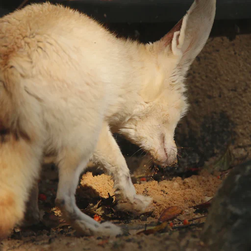 Photo of a fennec fox frozen in motion buring something under the sand. She has a very sandy nose and whiskers. Hopefully she'll find her treasure again.