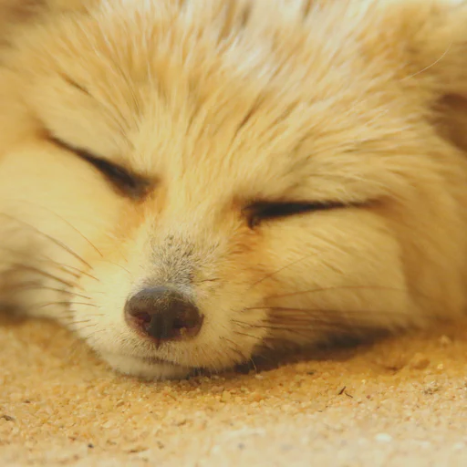 A very close up photo of a fennec fox, only the nose tip is sharp. She's sleeping, but still watching you!