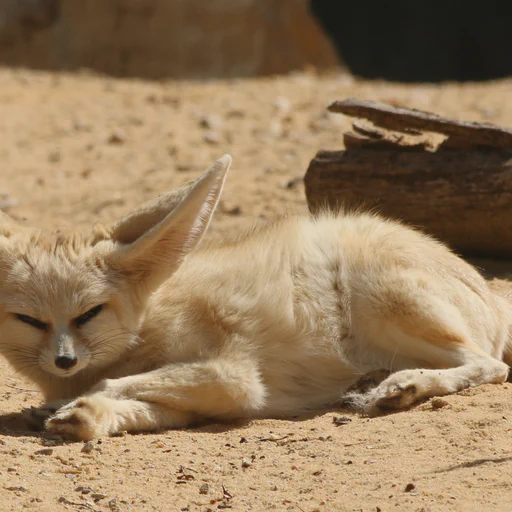 Slightly grumpy looking fennec fox after someone with a noisy leaf blower disturbed her nap in the sun.