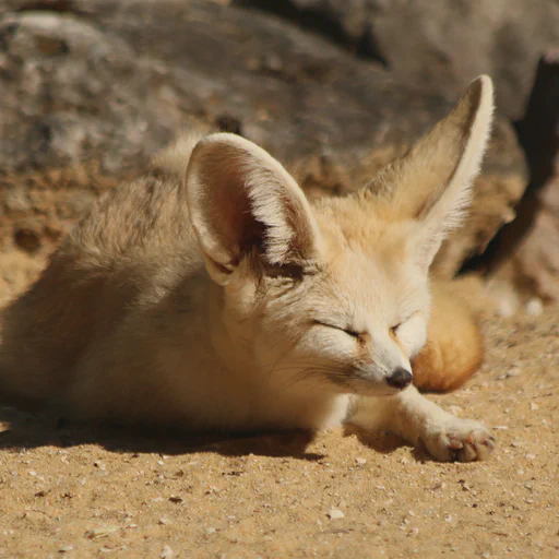 A little fennec fox enjoying a nap in the sun. Eyes are closed, ears are probably mapping the surrounding.