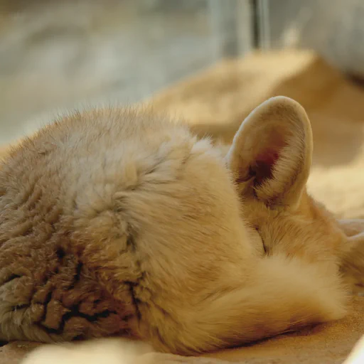 A fennec fox sleeping all curcled up in a sunny spot on the sand.