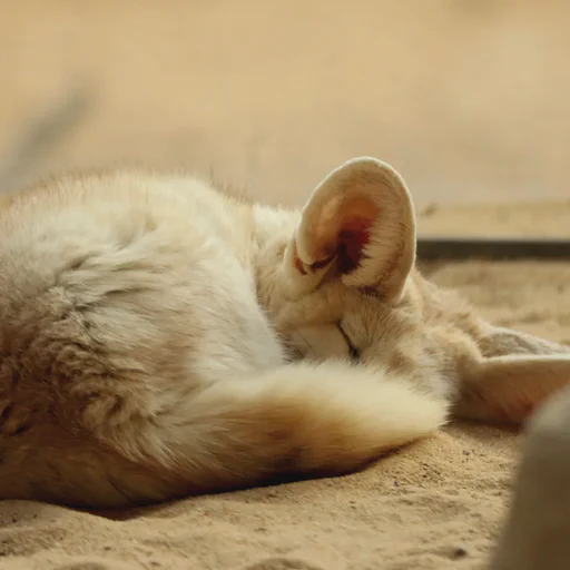 Another very sleepy looking fennec fox in croissant shape. Or maybe it's a donut already. Definitely close.