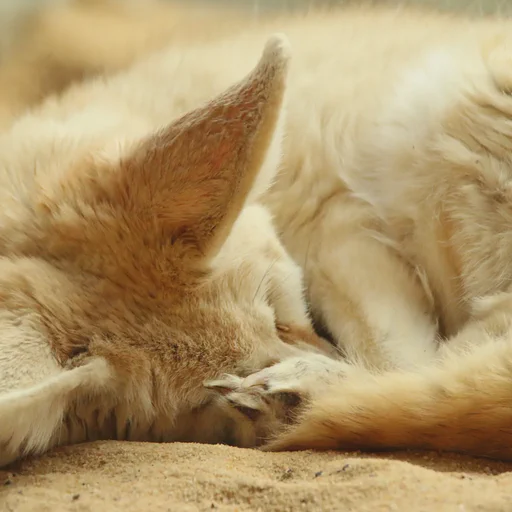 A curled up and very sleepy looking little fennec fox.