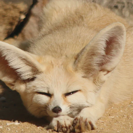 Fennec fox lying rather flat in the sand, front paws stretched out and head resting on it. She looks sleepily towards the camera.