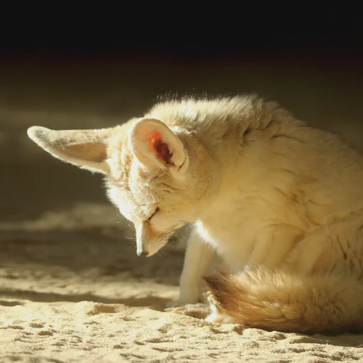 A really sleepy looking fennec fox. Her head looks like it will just fall over and land in the sand any moment.