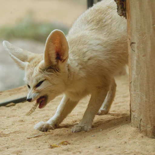 Fennec fox munching on the remnants of a grasshopper. Mostly only some wings are left... and the occasional leg.
