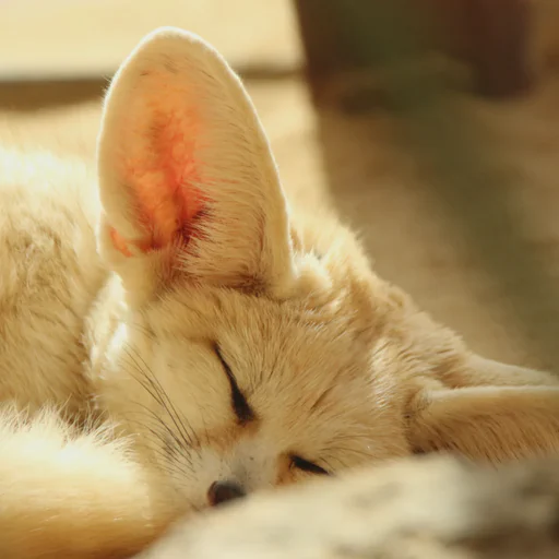 Sleeping fennec fox curled up behind some larger stones and halfway obscured by it. Her eyes are almost all closed but her ears were probably tracking my camera.