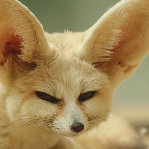 A fennec fox woken up by the camera looking directly at it. Doesn't seem to be much awake.