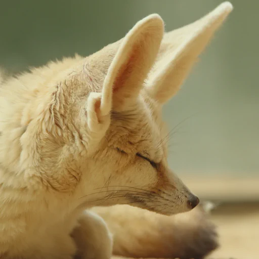 Close up of a fennec fox photographed from the side, mostly only the head is visible. She looks very sleepy and her eyes are closed.