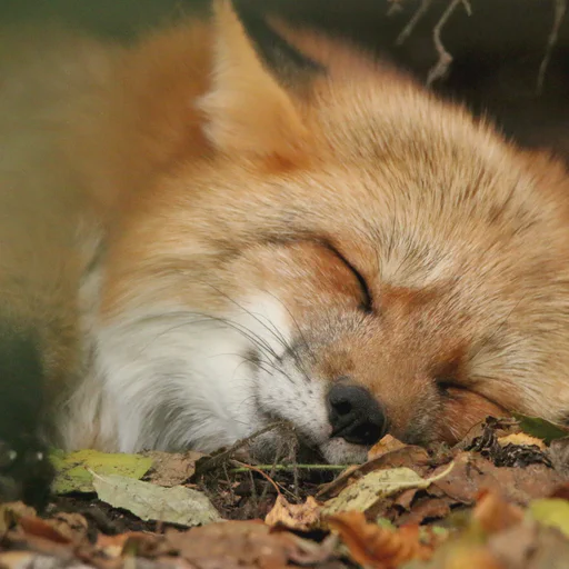 A red fox with happy looking face sleeping peacefully on the forest floor.