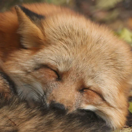 Close up of a red fox sleeping and looking content. Eyes are closed for that happy face, tail tucked nicely as pillow under the head.