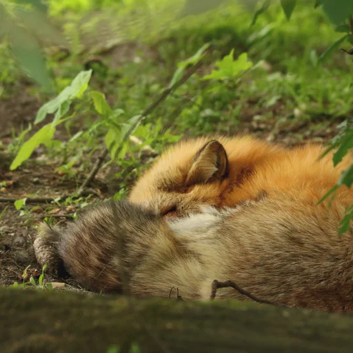 A red fox croissant sleeping on the forest floor. Tail in front of their face telling me to go away with my camera.