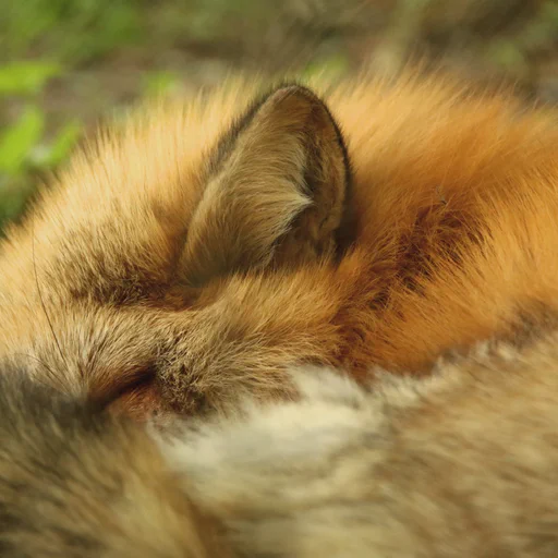 Super close up photo of a sleeping red fox. Only half of the face is visible, the rest is hidden by a tail.