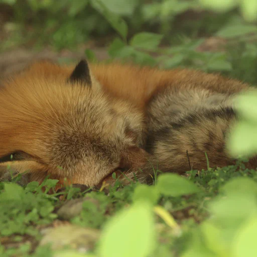 A comfy looking red fox sleeping on the forest floor. The photo is taken through a lot of branches and leaves which are out of focus and surround the fox with green.