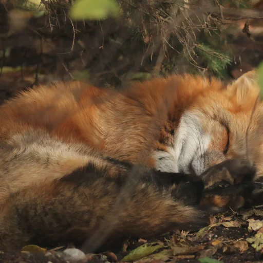 A red fox croissant sleepiny on the forest floor. He looks really fluffy and totally oblivious to anything else.