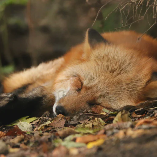 A red fox sleeping on the forest floor under a conifer. The ground is covered with leaves of all colors and shapes and he seems to enjoy the sun.