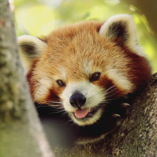 A red panda lying on a branch fork. Only the face is visible and a tiny tongue is sticking out.