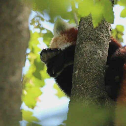 A very sleepy looking red panda lying on a tree branch high above, covering their face with their front paws.